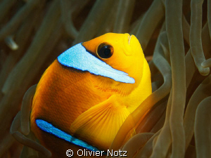 I like anemonefishes... by Olivier Notz 